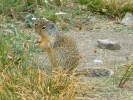 PICTURES/Glacier When It Rains/t_Ground Squirrel5.jpg